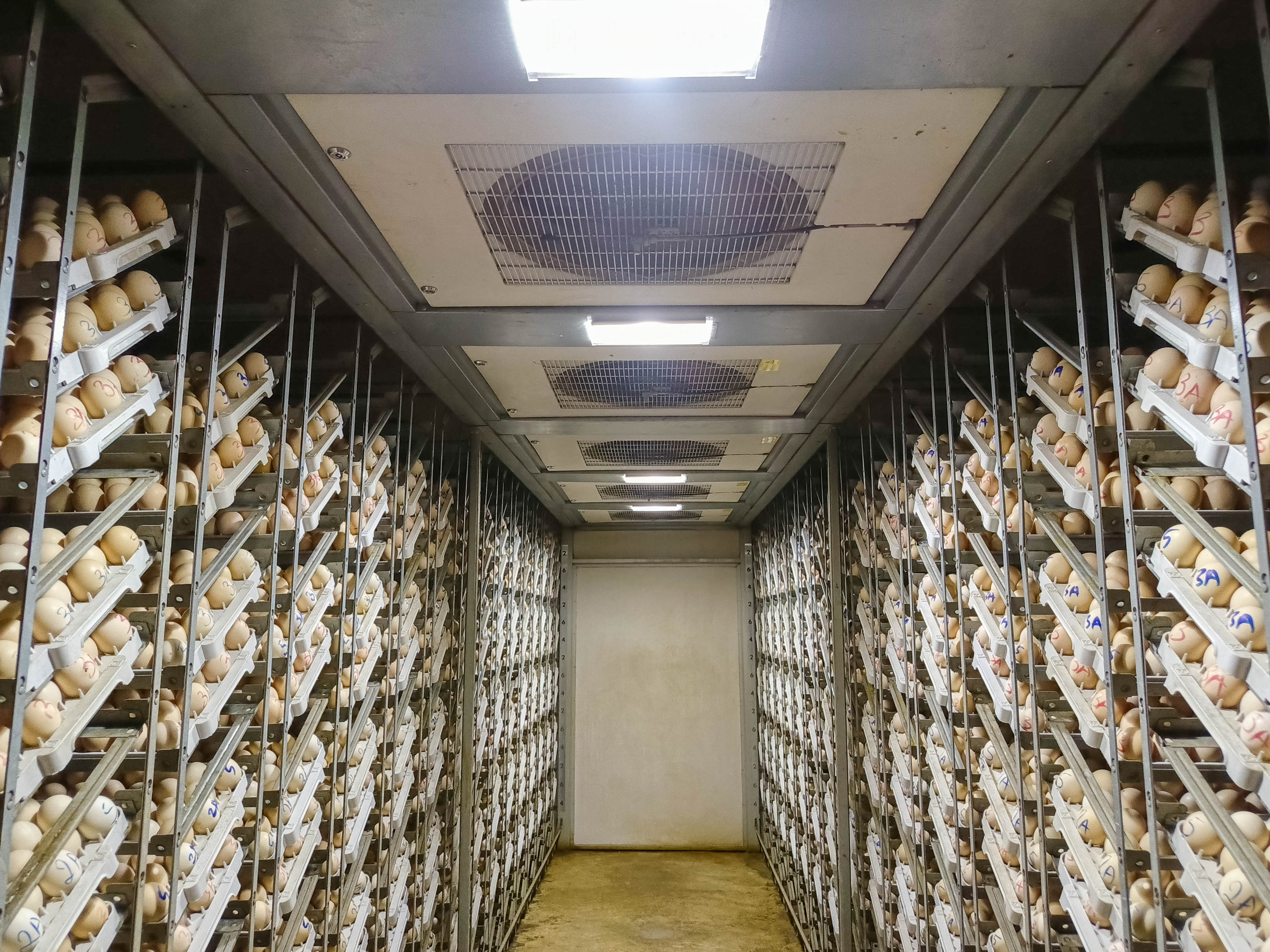 World-Class Hatchery & DOC Production