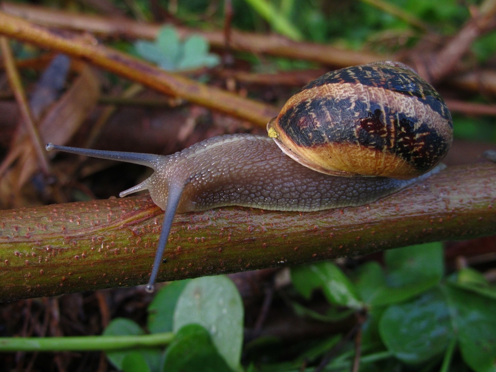 Snail Rearing & Honey Production