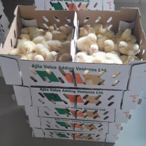 Premium Day-Old Chicks (DOC) – High-Quality, Healthy & High-Yielding - Image 2