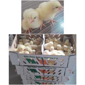 Premium Day-Old Chicks (DOC)
