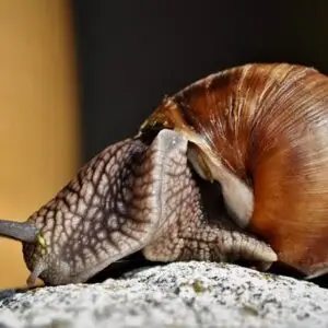 Premium Snail Products