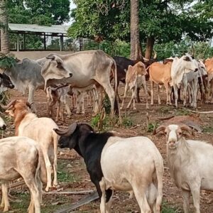 Premium Livestock