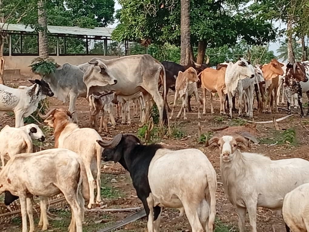 Premium Livestock – AJILA Value Adding Ventures Limited