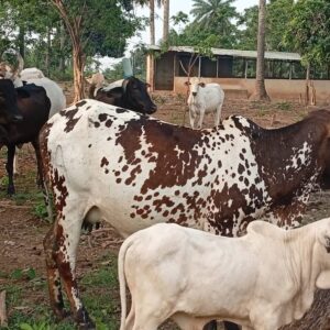 Premium Livestock - Image 2