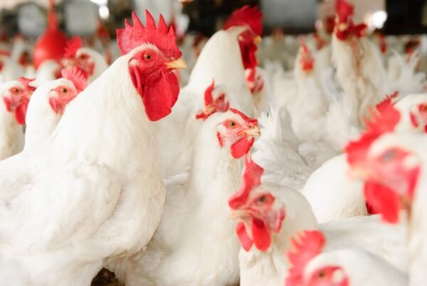 Culled birds