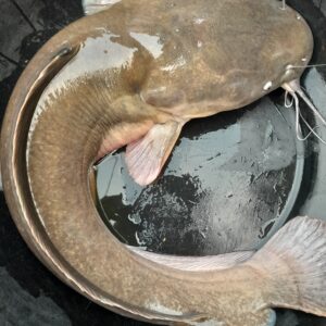 Farm-Raised Catfish